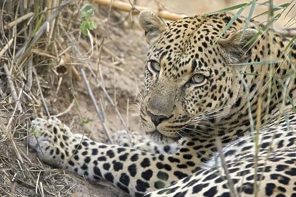 Leopard - Mala Mala Game Reserve - South Africa