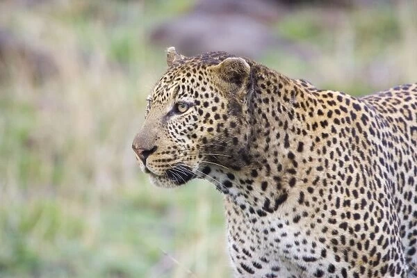 Leopard - Masai Mara Triangle - Kenya