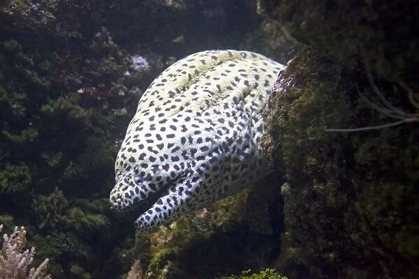 Leopard moray eel Gymnothorax melanospilos Oceanopolis Brest Brittany France