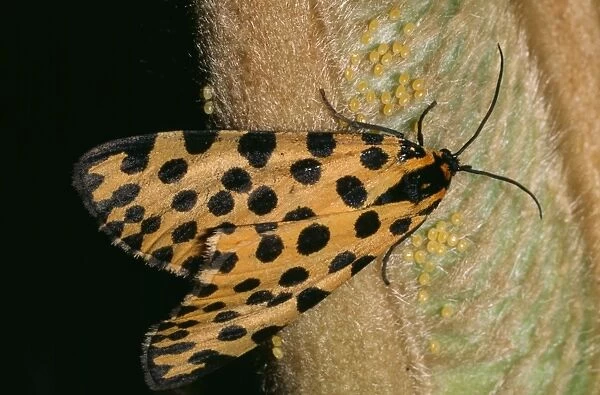 Leopard Moth - ovipositing (depositing of eggs) on cycad fronds