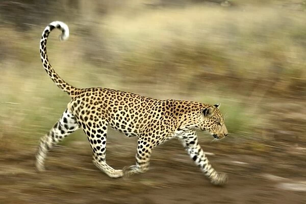 leopard, Namibia