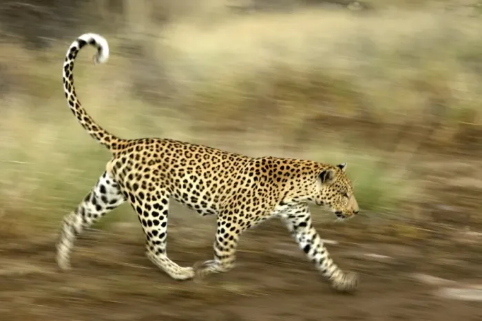 Framed Print : leopard, Namibia Framed Print : leopard, Namibia