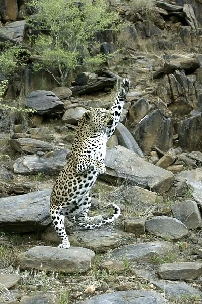leopard, Namibia