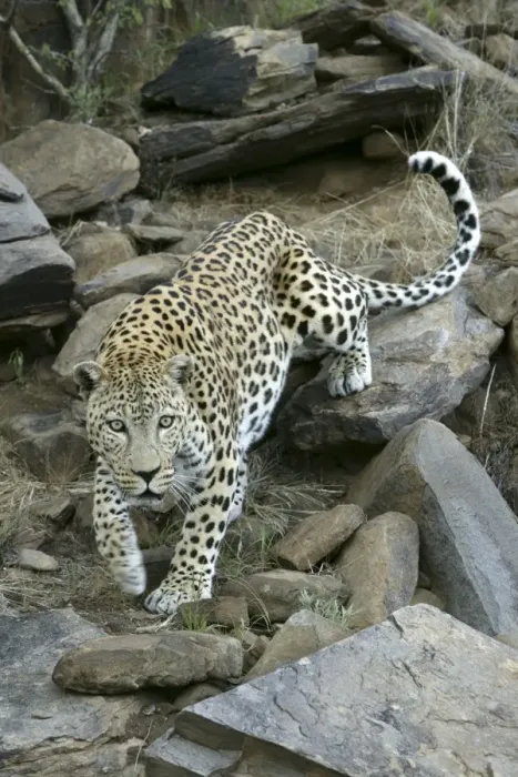 Framed Print : leopard, Namibia
