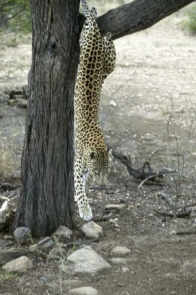 leopard Namibia