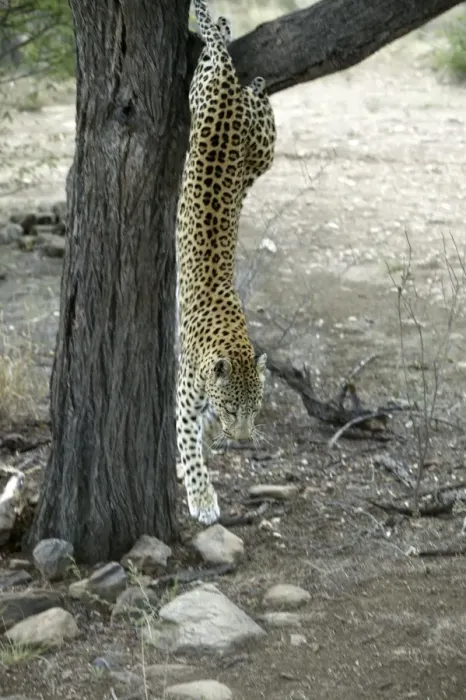 Framed Print : leopard Namibia Framed Print : leopard Namibia