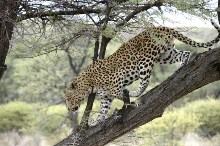 Framed Print : Leopard Namibia Framed Print : Leopard Namibia