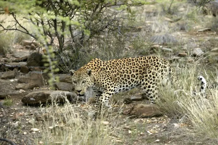 Framed Print : Leopard Namibia Framed Print : Leopard Namibia