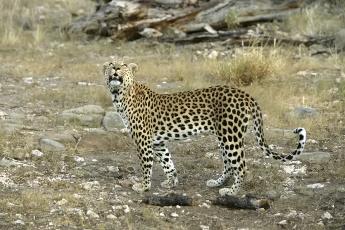 Framed Print : Leopard Namibia Framed Print : Leopard Namibia