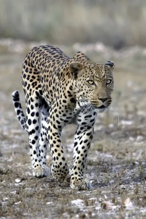 Framed Print : Leopard Namibia Framed Print : Leopard Namibia