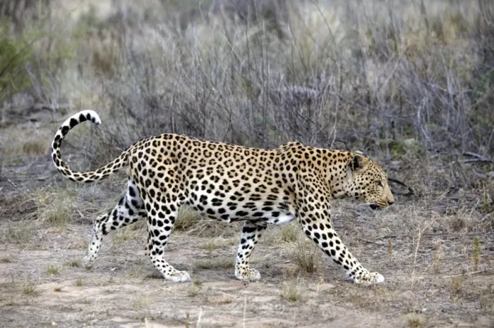 Framed Print : Leopard Namibia Framed Print : Leopard Namibia