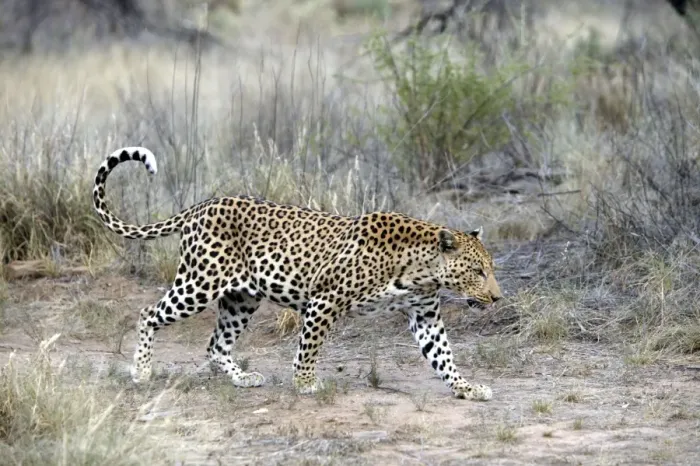 Framed Print : Leopard Namibia Framed Print : Leopard Namibia