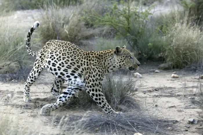 Framed Print : Leopard Namibia Framed Print : Leopard Namibia