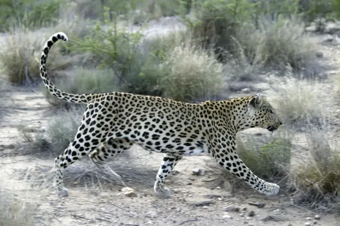 Framed Print : Leopard Namibia Framed Print : Leopard Namibia