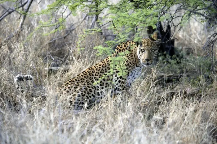 Framed Print : Leopard Namibia Framed Print : Leopard Namibia