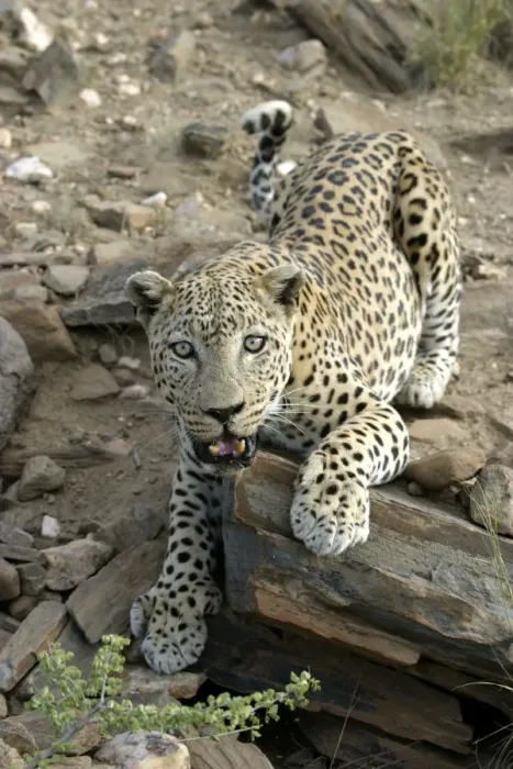 Framed Print : Leopard Namibia Framed Print : Leopard Namibia