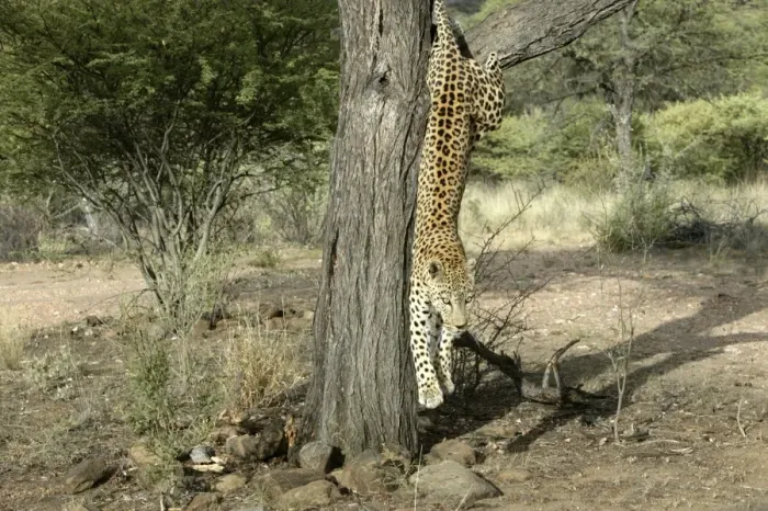 Framed Print : Leopard Namibia Framed Print : Leopard Namibia