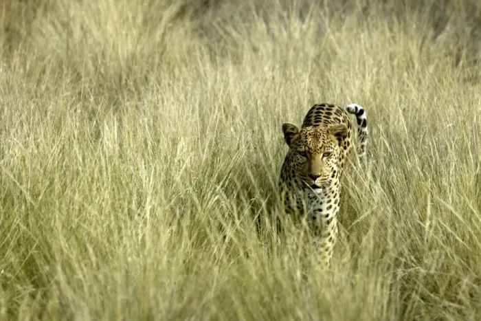 Framed Print : Leopard Namibia Framed Print : Leopard Namibia