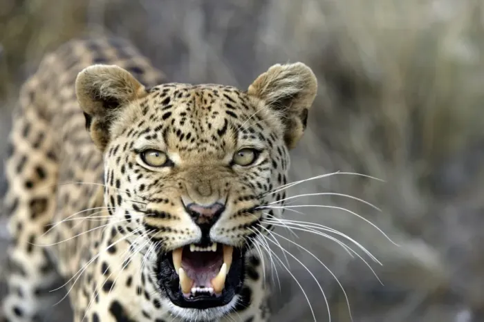 Framed Print : Leopard Namibia Framed Print : Leopard Namibia