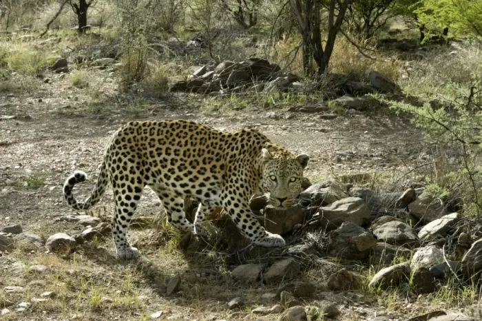 Framed Print : Leopard Namibia Framed Print : Leopard Namibia