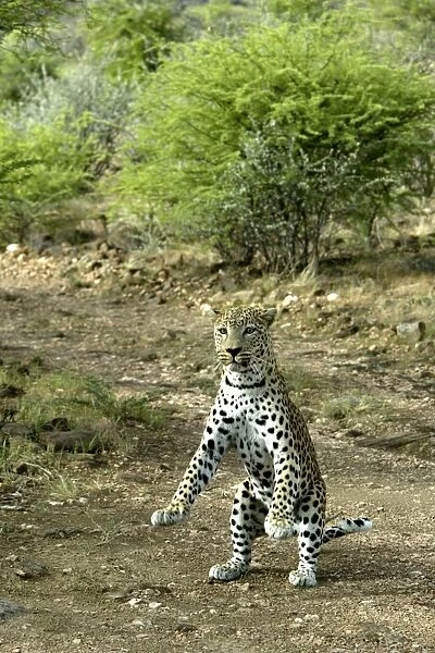 Leopard Namibia