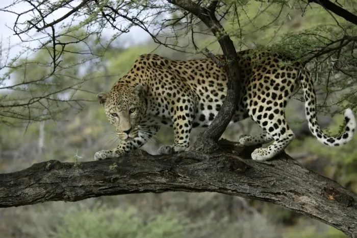 Framed Print : Leopard Namibia Framed Print : Leopard Namibia