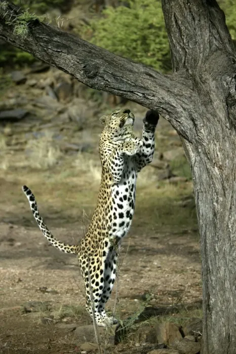 Framed Print : Leopard Namibia Framed Print : Leopard Namibia