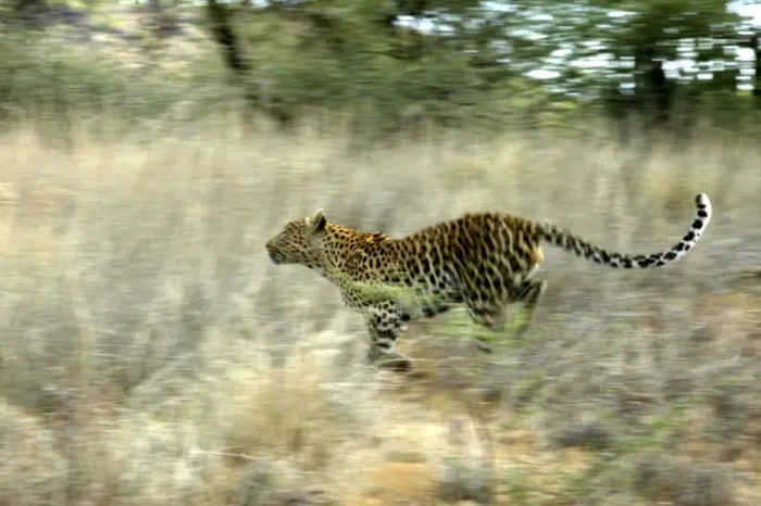 Framed Print : Leopard Namibia Framed Print : Leopard Namibia