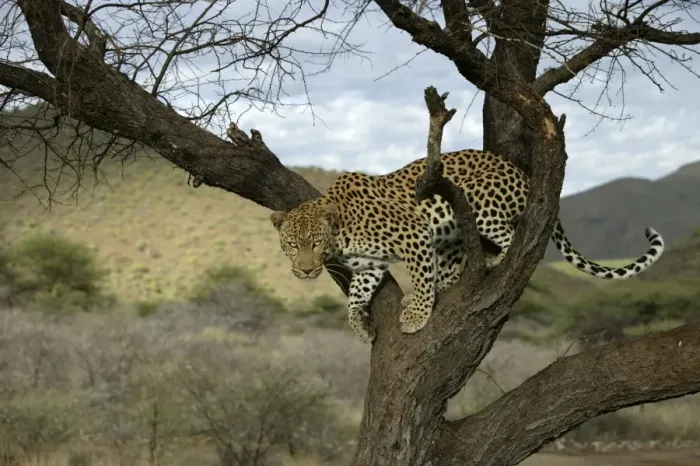Framed Print : Leopard Namibia Framed Print : Leopard Namibia