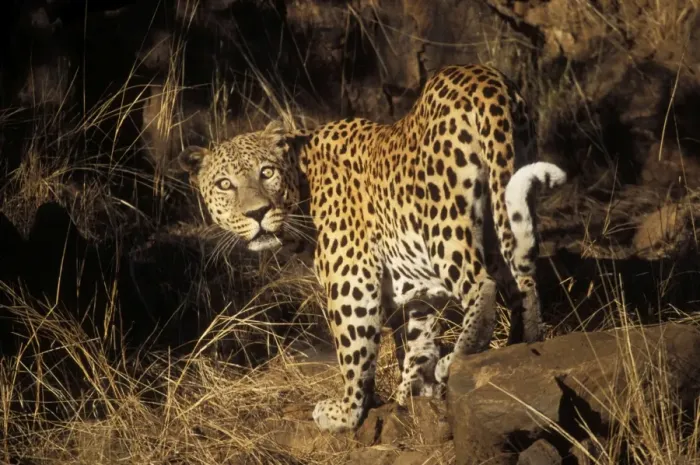 Framed Print : Leopard Namibia, Africa Framed Print : Leopard Namibia, Africa
