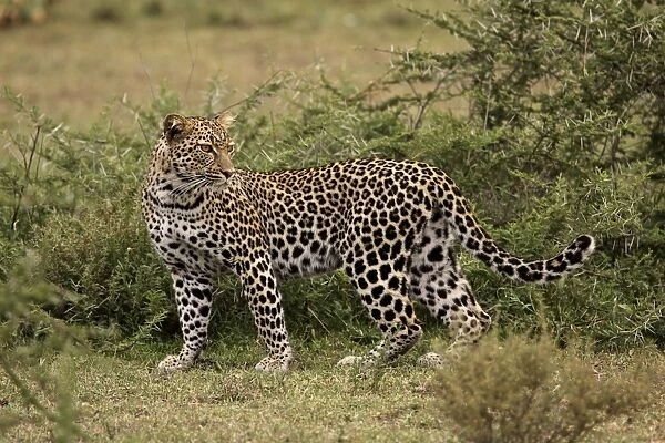 Leopard - Ngorongoro Crater Reserve - Serengeti - Tanzania