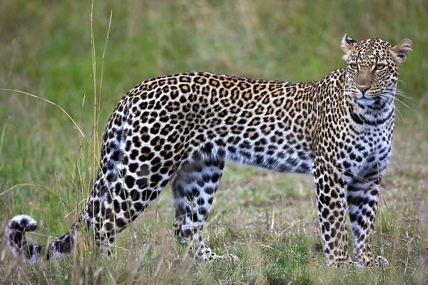 Leopard (Panthera pardus), Masai Mara National