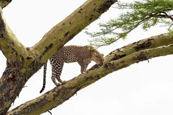 Framed Print : Leopard (Panthera pardus) on a tree, Seronera, Serengeti National Park, Tanzania. Date: 24-02-2018 Framed Print : Leopard (Panthera pardus) on a tree, Seronera, Serengeti National Park, Tanzania. Date: 24-02-2018