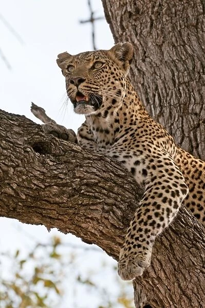 Leopard - resting on branch - Sabi Sands Game Reserve - South Africa