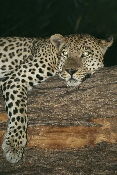Leopard Resting in tree at night, showing reflective eye shine