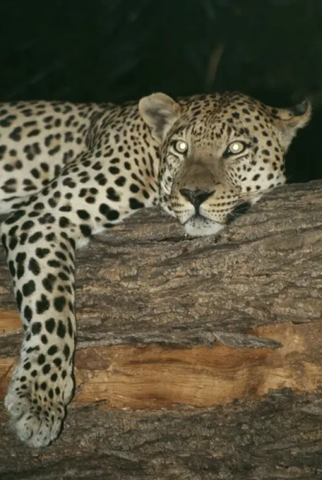 Framed Print : Leopard Resting in tree at night, showing reflective eye shine Framed Print : Leopard Resting in tree at night, showing reflective eye shine