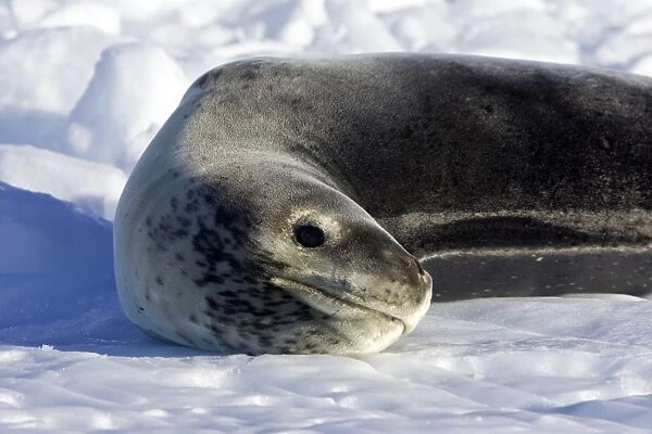 Leopard Seal - Cierva Cove - Antarctic Peninsula
