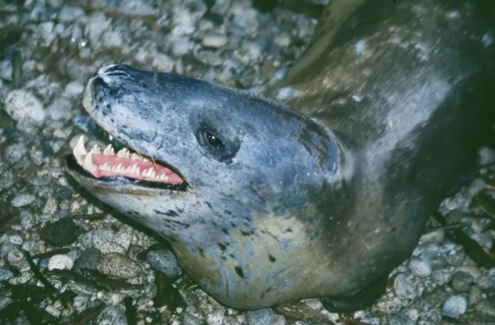 Framed Print : Leopard Seal DH 2578 Hydrurga leptonyx © Don Hadden / ARDEA LONDON Framed Print : Leopard Seal DH 2578 Hydrurga leptonyx © Don Hadden / ARDEA LONDON