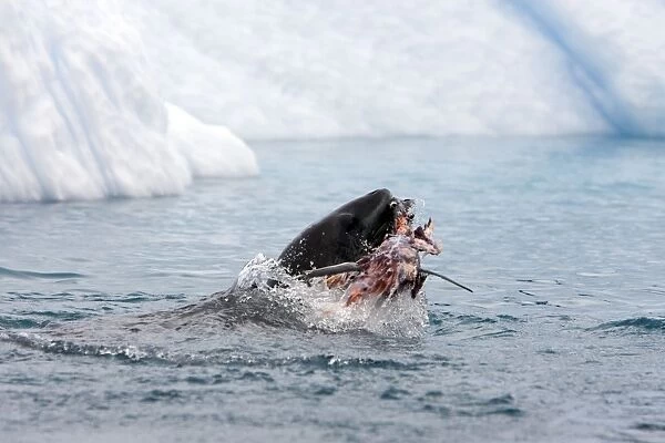 Leopard Seal - Eating gentoo penguin - Cuverville Island - Antarctic Peninsula