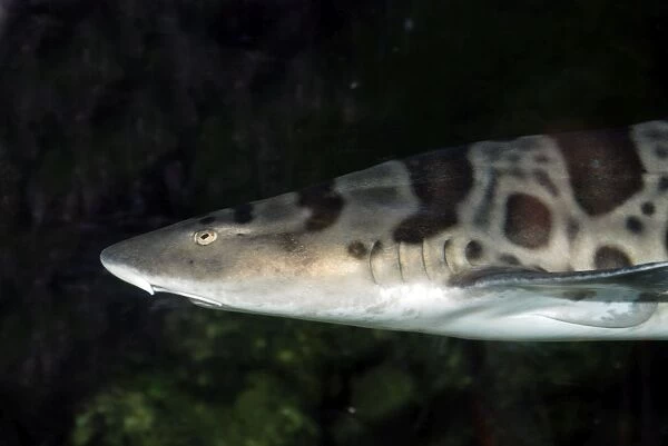 Leopard Shark- on or near the bottom in coastal and deeper waters Eastern Pacific, Oregon to Mexico. Harmless