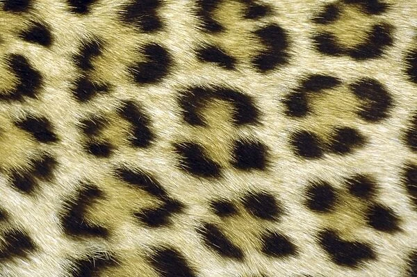 Leopard spots