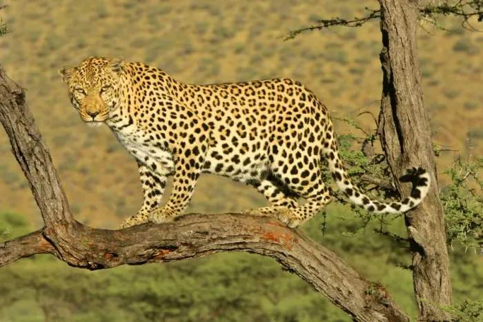 Framed Print : Leopard standing on acacia branch Namibia, Africa Framed Print : Leopard standing on acacia branch Namibia, Africa