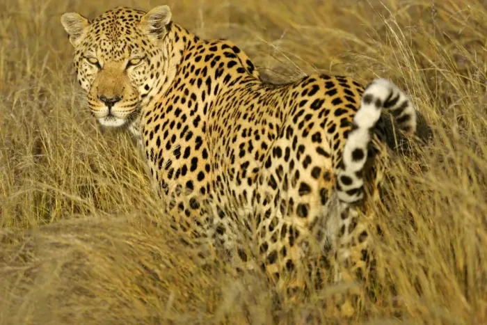 Framed Print : Leopard standing in high grass in early morning light looking back over it's schoulder Namibia, Africa Framed Print : Leopard standing in high grass in early morning light looking back over it's schoulder Namibia, Africa