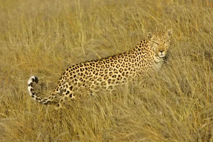 Framed Print : Leopard standing in high grass in early morning light Namibia, Africa Framed Print : Leopard standing in high grass in early morning light Namibia, Africa