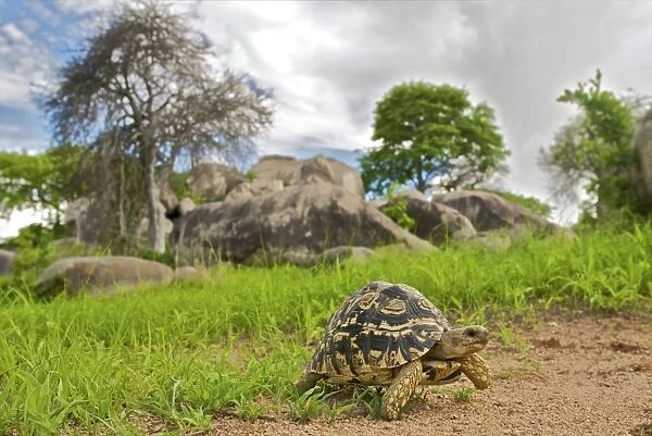Leopard Tortoise - walking in the southrn Tanzania savannah - Tanzania- Africa