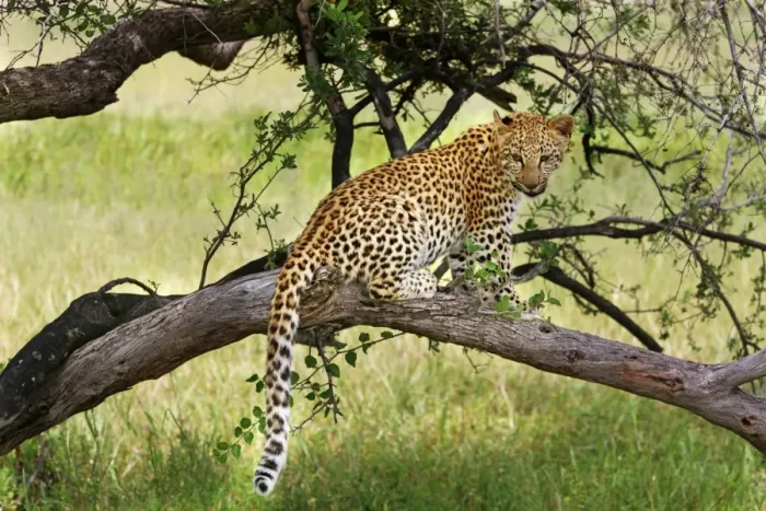 Framed Print : Leopard - in tree. Africa Framed Print : Leopard - in tree. Africa