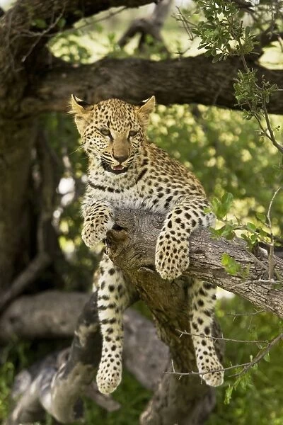 Leopard - in tree. Africa