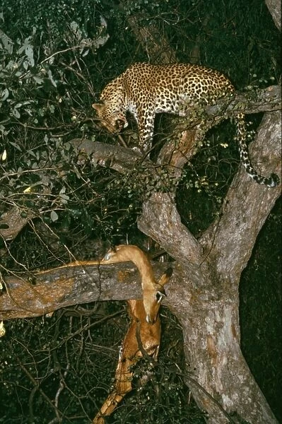 Leopard - in tree with Impala kill - stored high in trees away from competing predators like lions and hyenas - Okavango Delta - Botswana