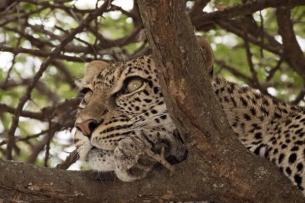 Leopard - in a tree looking for prey - Ndutu area between Serengeti and Ngorongoro - Tanzania - Africa