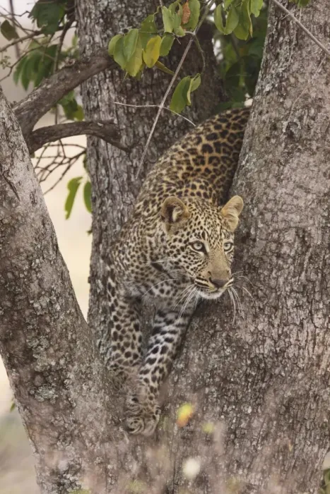 Framed Print : Leopard - in a tree - Maasai Mara - Kenya Framed Print : Leopard - in a tree - Maasai Mara - Kenya